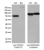 PAPSS2 Antibody in Western Blot (WB)