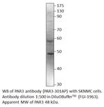 PAR3 Antibody in Western Blot (WB)