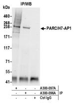 PARC/H7-AP1 Antibody in Western Blot (WB)