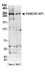 PARC/H7-AP1 Antibody in Western Blot (WB)