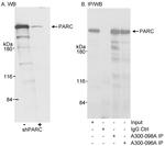 PARC/H7-AP1 Antibody in Western Blot (WB)