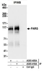 PARG Antibody in Immunoprecipitation (IP)