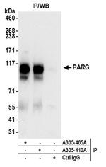 PARG Antibody in Immunoprecipitation (IP)