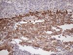 PARG Antibody in Immunohistochemistry (Paraffin) (IHC (P))