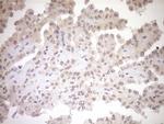 PARG Antibody in Immunohistochemistry (Paraffin) (IHC (P))