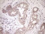 PARG Antibody in Immunohistochemistry (Paraffin) (IHC (P))