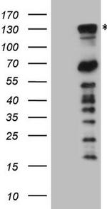 PARG Antibody in Western Blot (WB)