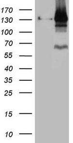 PARG Antibody in Western Blot (WB)