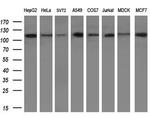 PARG Antibody in Western Blot (WB)