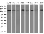 PARG Antibody in Western Blot (WB)