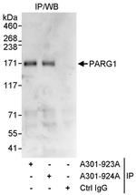 PARG1 Antibody in Immunoprecipitation (IP)