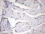 PARN Antibody in Immunohistochemistry (Paraffin) (IHC (P))