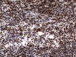 PARN Antibody in Immunohistochemistry (Paraffin) (IHC (P))