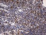 PARN Antibody in Immunohistochemistry (Paraffin) (IHC (P))