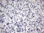 PARN Antibody in Immunohistochemistry (Paraffin) (IHC (P))