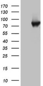 PARN Antibody in Western Blot (WB)