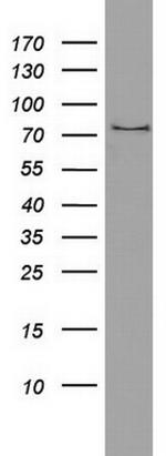 PARN Antibody in Western Blot (WB)