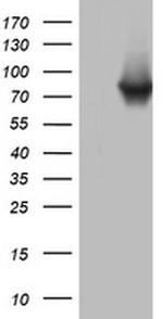 PARN Antibody in Western Blot (WB)