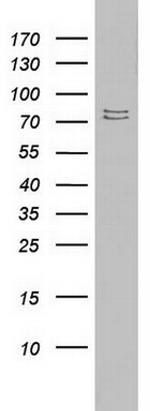 PARN Antibody in Western Blot (WB)