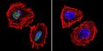 PARP1 Antibody in Immunocytochemistry (ICC/IF)