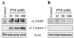 PARP1 Antibody in Western Blot (WB)