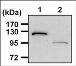 PARP1 Antibody in Western Blot (WB)