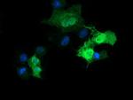 PARVA Antibody in Immunocytochemistry (ICC/IF)