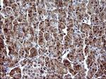 PARVA Antibody in Immunohistochemistry (Paraffin) (IHC (P))