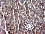 PARVA Antibody in Immunohistochemistry (Paraffin) (IHC (P))