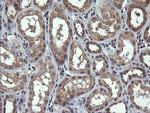 PARVA Antibody in Immunohistochemistry (Paraffin) (IHC (P))