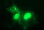 PARVB Antibody in Immunocytochemistry (ICC/IF)