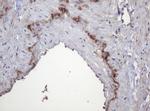 PARVB Antibody in Immunohistochemistry (Paraffin) (IHC (P))