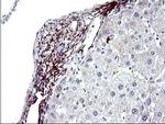 PARVB Antibody in Immunohistochemistry (Paraffin) (IHC (P))