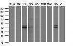 PARVB Antibody in Western Blot (WB)