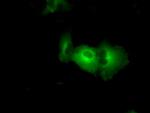 PASK Antibody in Immunocytochemistry (ICC/IF)