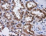 PASK Antibody in Immunohistochemistry (Paraffin) (IHC (P))