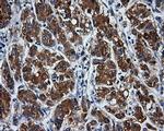 PASK Antibody in Immunohistochemistry (Paraffin) (IHC (P))