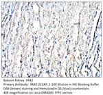 Pax2 Antibody in Immunohistochemistry (IHC)