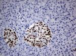 PAX5 Antibody in Immunohistochemistry (Paraffin) (IHC (P))