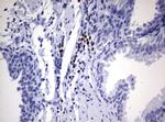 PAX5 Antibody in Immunohistochemistry (Paraffin) (IHC (P))