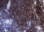 PAX5 Antibody in Immunohistochemistry (Paraffin) (IHC (P))