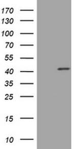 PAX5 Antibody in Western Blot (WB)