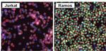 PAX5 Antibody in Immunocytochemistry (ICC/IF)