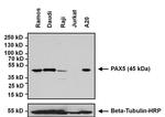 PAX5 Antibody in Western Blot (WB)