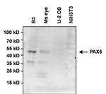 PAX6 Antibody in Western Blot (WB)