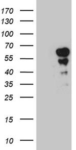 PAX7 Antibody in Western Blot (WB)