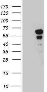 PAX7 Antibody in Western Blot (WB)