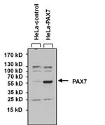 PAX7 Antibody in Western Blot (WB)