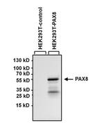 PAX8 Antibody in Western Blot (WB)