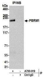PBRM1 Antibody in Western Blot (WB)
